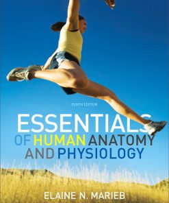 Test Bank for Essentials of Human Anatomy Physiology 10th Edition by Marieb ISBN 0321720393