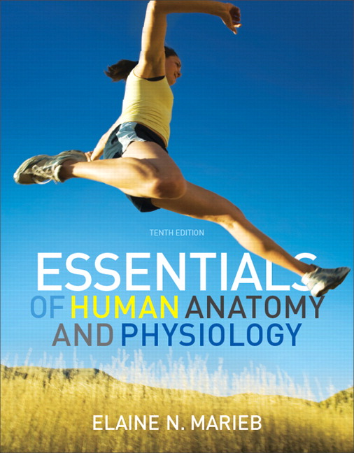 Test Bank for Essentials of Human Anatomy Physiology 10th Edition by Marieb ISBN 0321720393